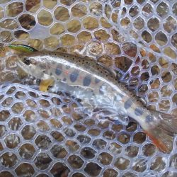 大増水の渓流で苦戦 ～長良川水系～